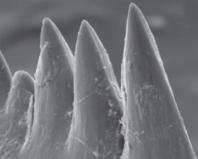 Самые самые зубы мира животных Какой зверь на зубах
